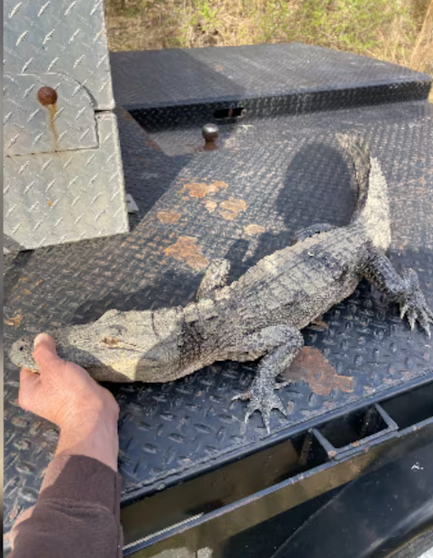 An Alligator is Caught in Norris Lake