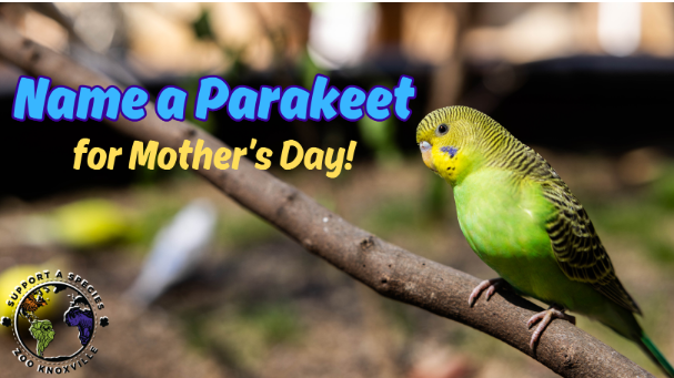 Name a Parakeet after Mom for Mother’s Day at Zoo Knoxville