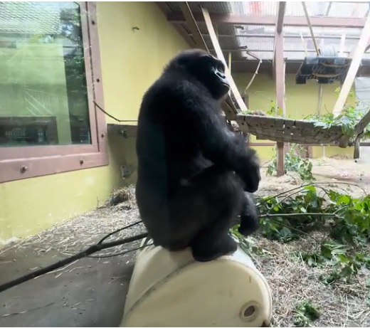 Zoo Knoxville Welcomes New Gorilla