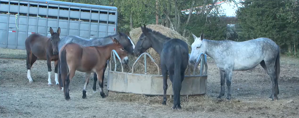 Trained Mules and Farmers from East Tennessee go to Asheville to Help with Flood Aftermath