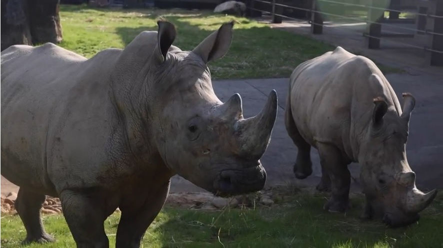 Zoo Knoxville to Unveil New Habitat, Two White Rhinos
