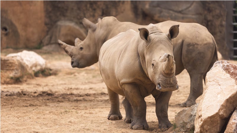 Zoo Knoxville Offering Buy One, Get One Half-Off Tickets for August