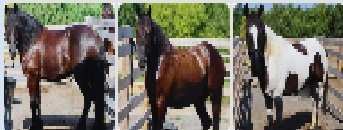 Knoxville Police Announce Naming Campaign for New Horses Added to Mounted Patrol Unit Knoxville Police Announce Naming Campaign for New Horses Added to Mounted Patrol Unit