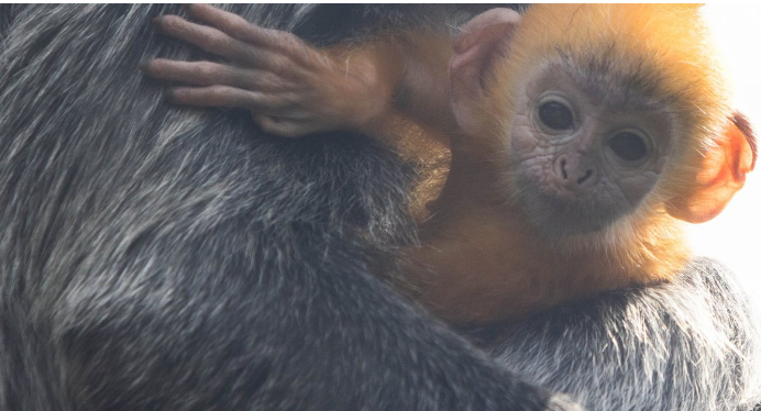 Zoo Knoxville’s Baby Silvered-Leaf Lanjur Monkey Visit’s the Outdoor Habitat for the First Time