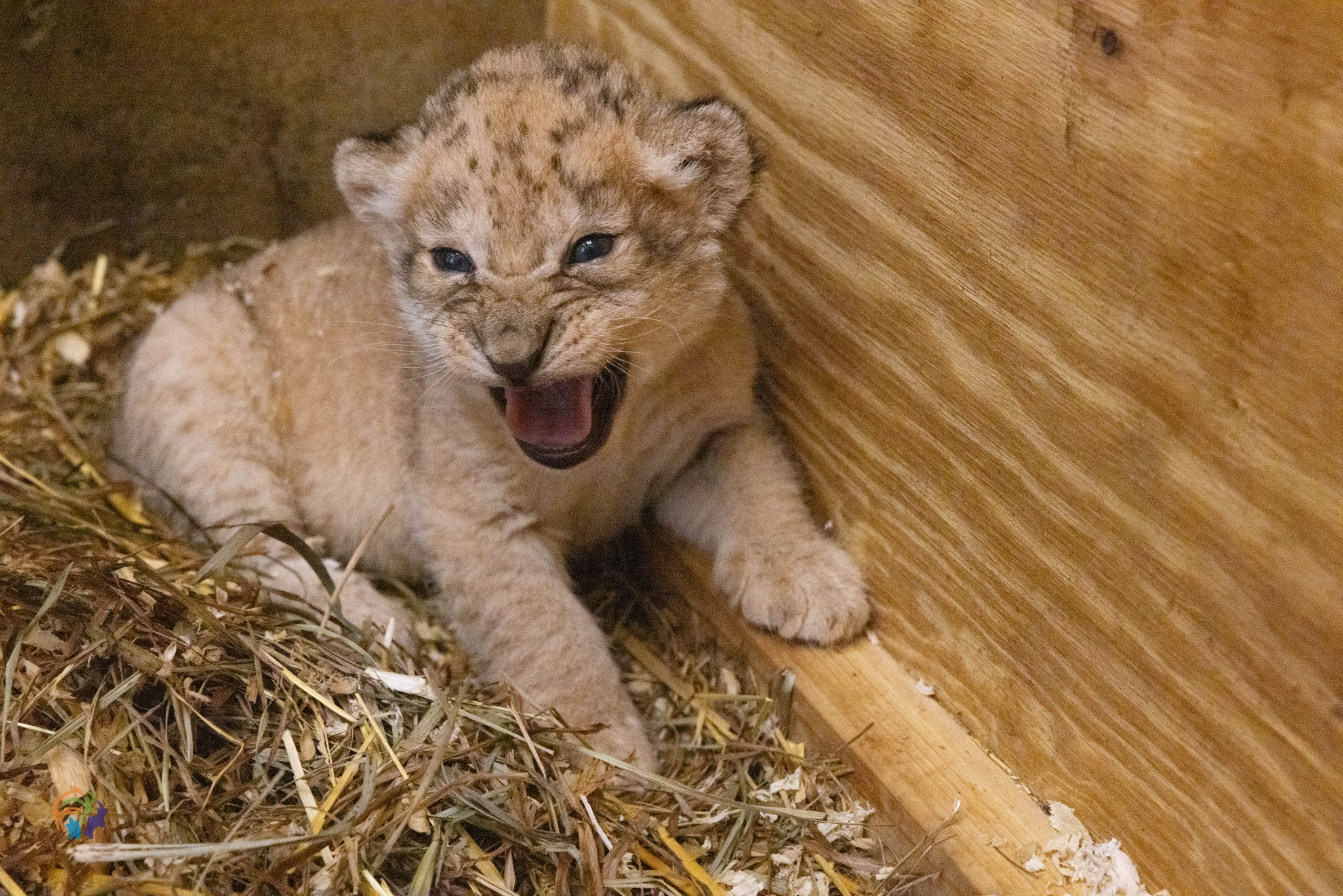 Zoo Knoxville Announces Death of Lion Cub