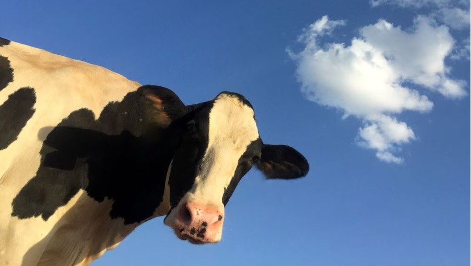 Rutherford Co. Sheriff’s Office Out with Advice on Turning-In Rogue Cows in Tennessee