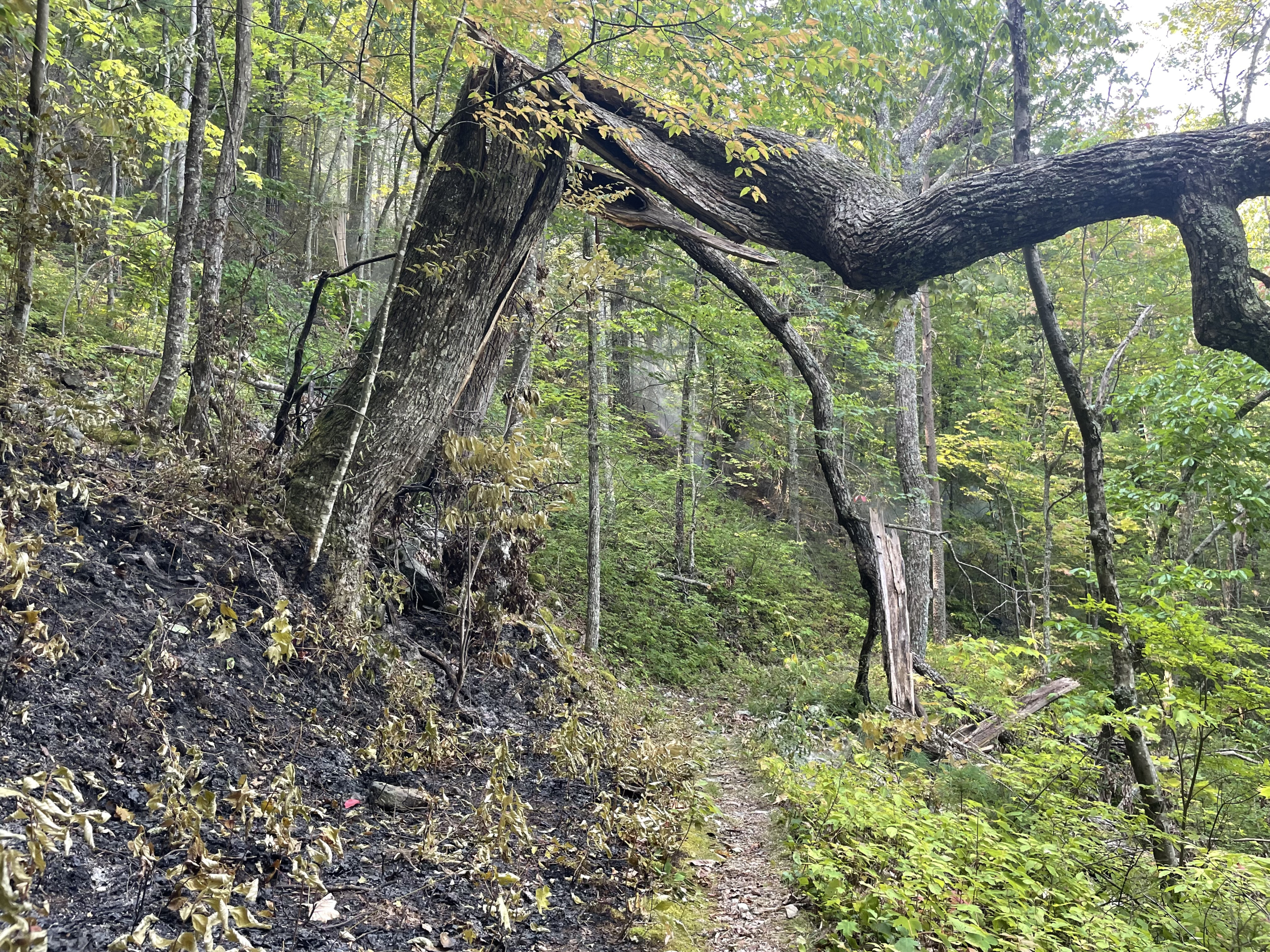 GSMNP: Flint Gap Fire Caused by Lightning