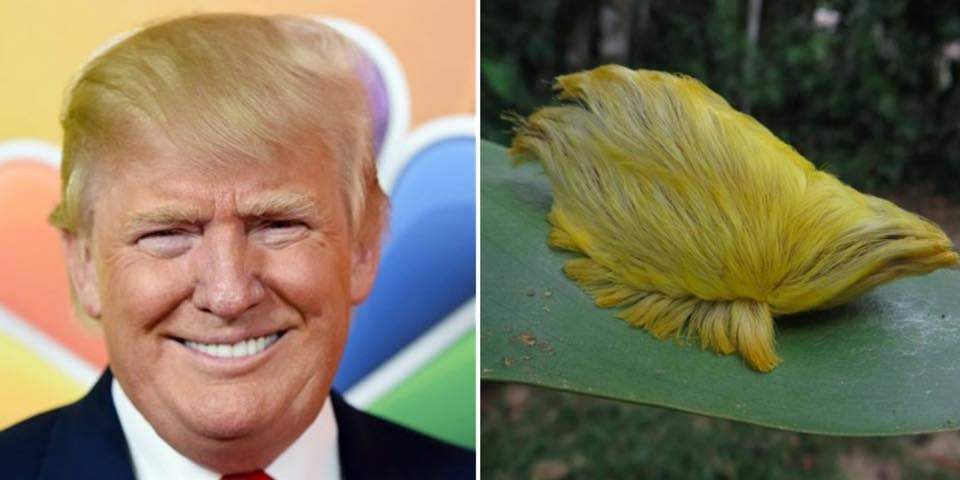 Does Trump’s Hair Resemble a South American Flannel Caterpillar?