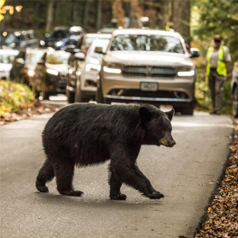 Great Smoky Mountains National Park reminds visitors that feeding bears is illegal and dangerous 