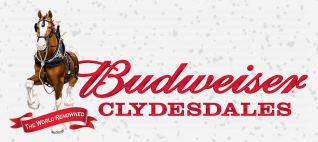 Meet The World-Famous Budweiser Clydesdales