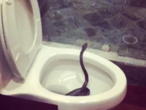 “Don’t Forget to Look Down” – Brett Eldredge Finds a Snake in His Toilet