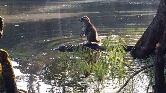Is This Real Or Fake? ~ Gerry McCracken