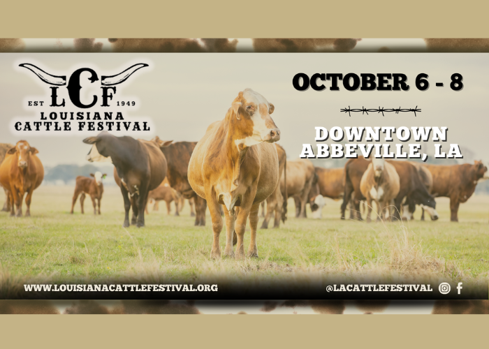 Abbeville Gears Up for the Louisiana Cattle Festival
