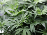 City Of Seattle To Reverse Marijuana Convictions