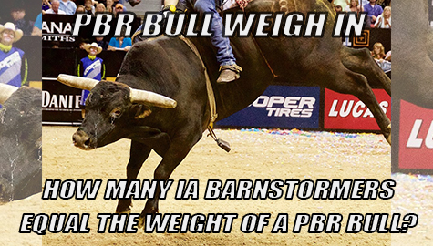 Bull Weigh In