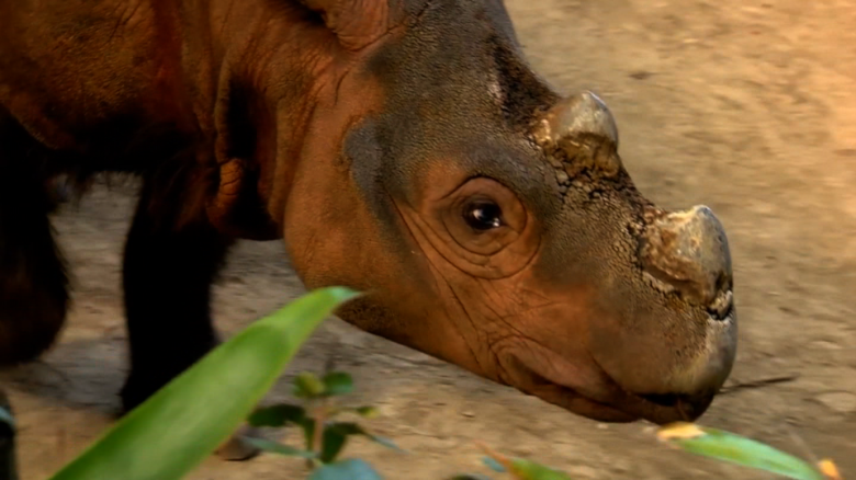 Last U.S. Sumatran rhino on mating mission