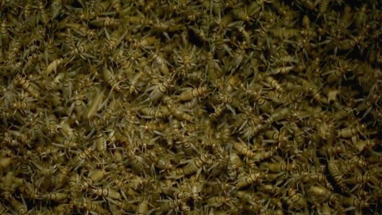 Bugging out: America’s first edible cricket farm