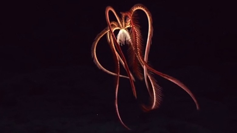 Deep sea creature stuns explorers
