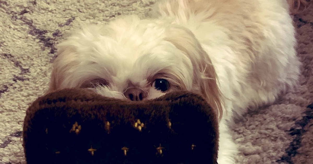 Country Music Stars Share Their Pup Pics on National Puppy Day