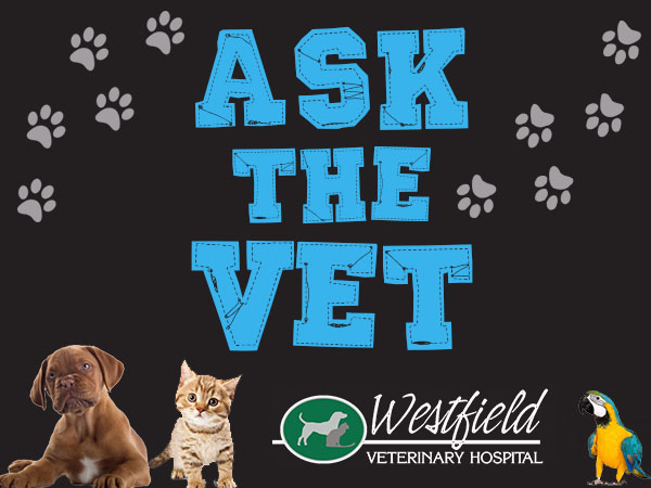 Ask the Vet with Hatfield & McCoy