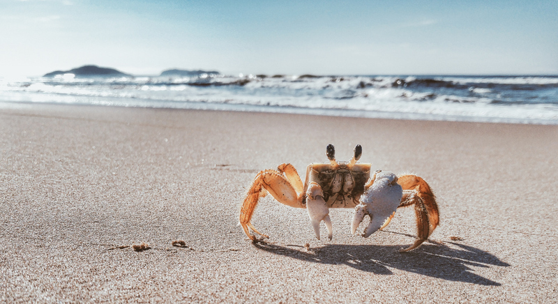 Have You Ever Wanted to be a Crab? This New Video Game Will Let You Do Just That!