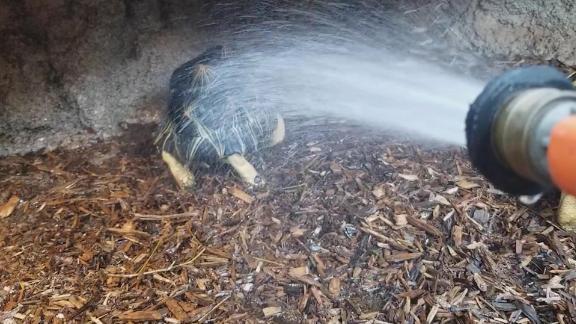 Dancing Tortoise at the Aquarium!