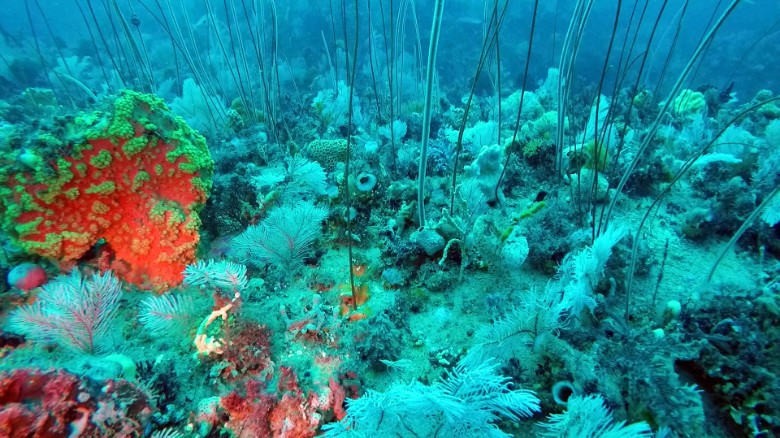 Underwater discovery rivals Great Barrier Reef