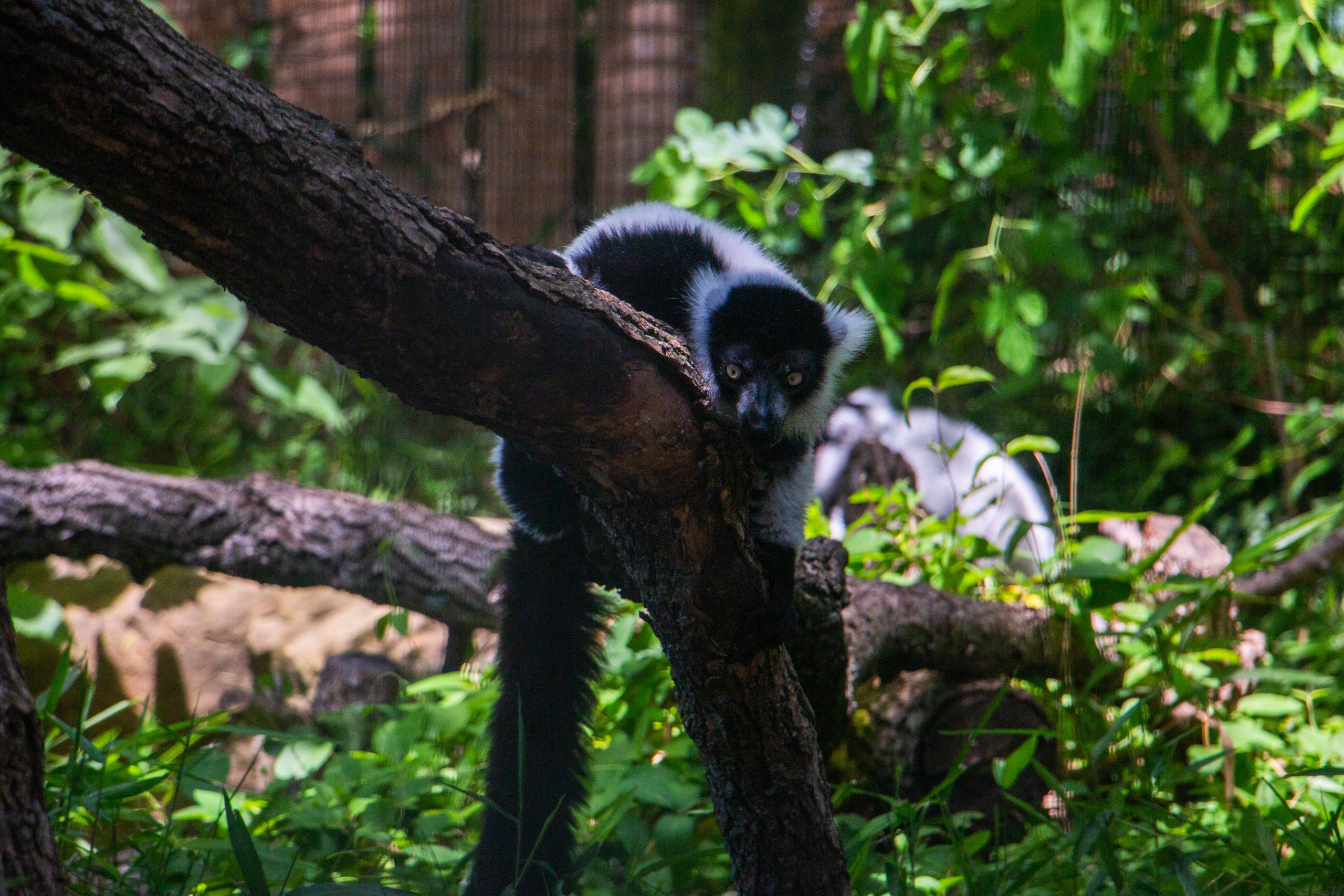 Black-and-White Ruffed Lemurs Arrive at Blank Park Zoo