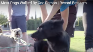 Most Dogs Walked