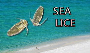 SEA LICE