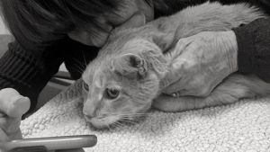 Former Giants infielder Matt Duffy announces the loss of his cat Skeeter