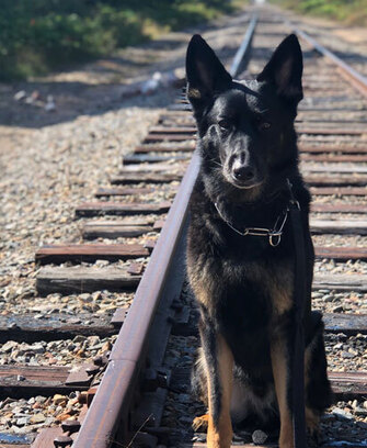 Patriot k9s of Wisconsin