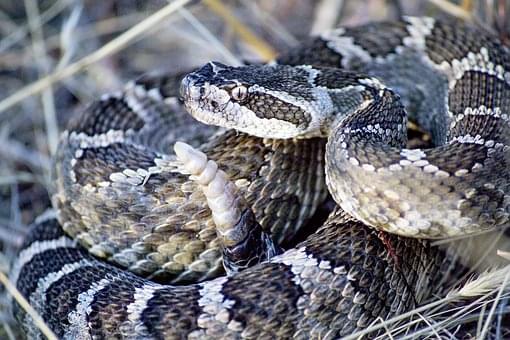 if you see or kill a rattlesnake, you NEED to know THIS!!