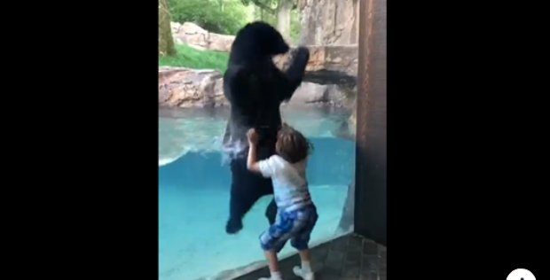 big bear and little kid bond immediately!