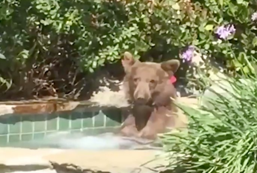 Ummm….I think there is a bear in our hot tub!!!!!