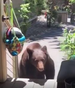 Real life Mom scares Bear with her “Mom Voice”.