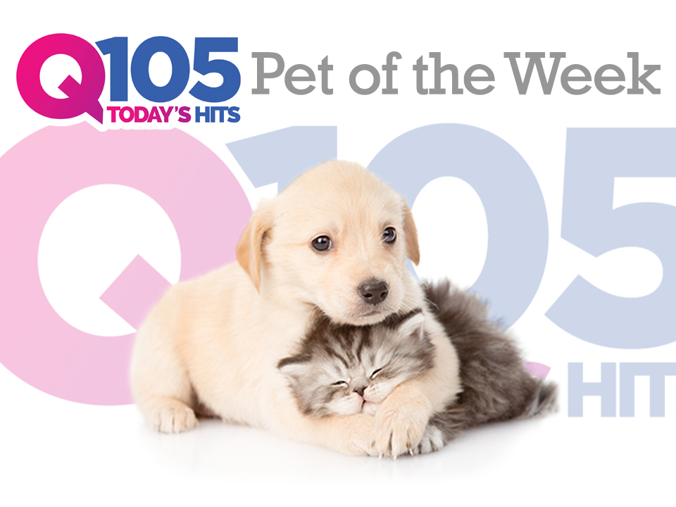 Q105’s PET OF THE WEEK