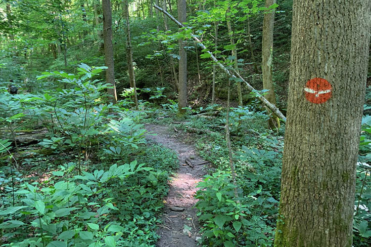 Researchers Search for Lingering Ash