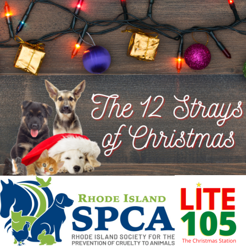 “The 12 Strays of Christmas!”