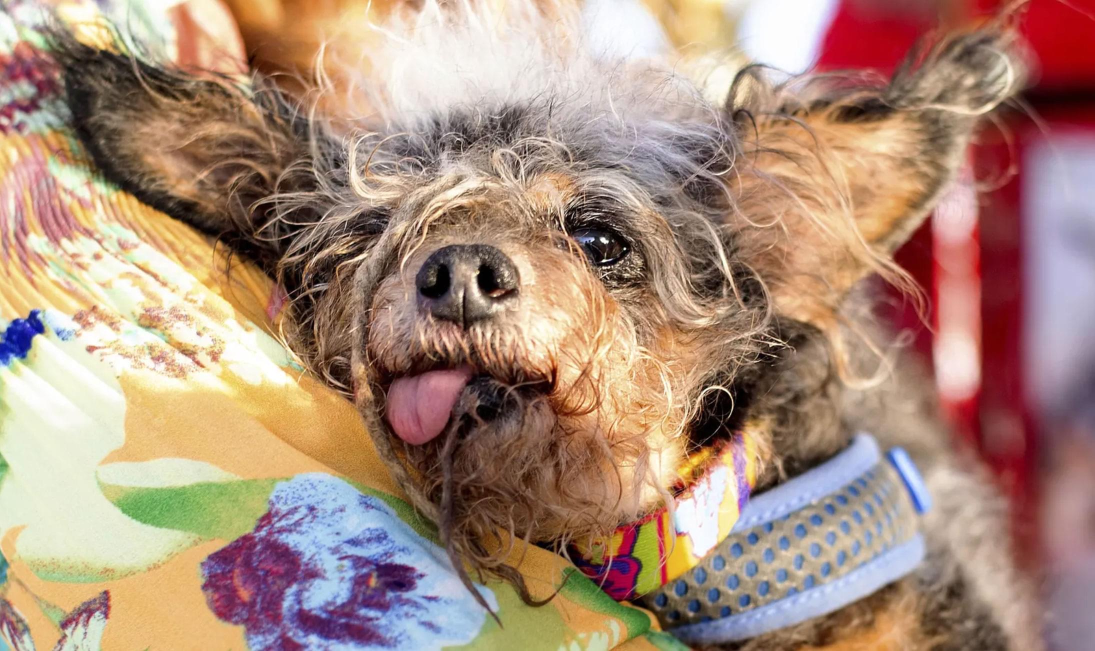 Who won the World’s Ugliest Dog Contest?