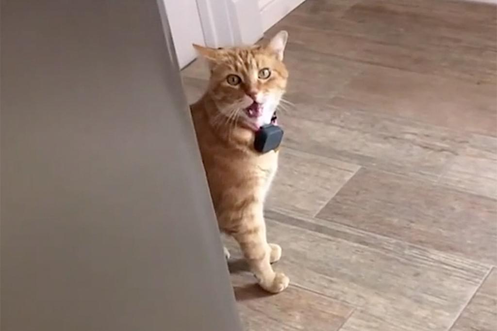 DID YOU HEAR THIS? Cat Has Southern Accent? VIDEO