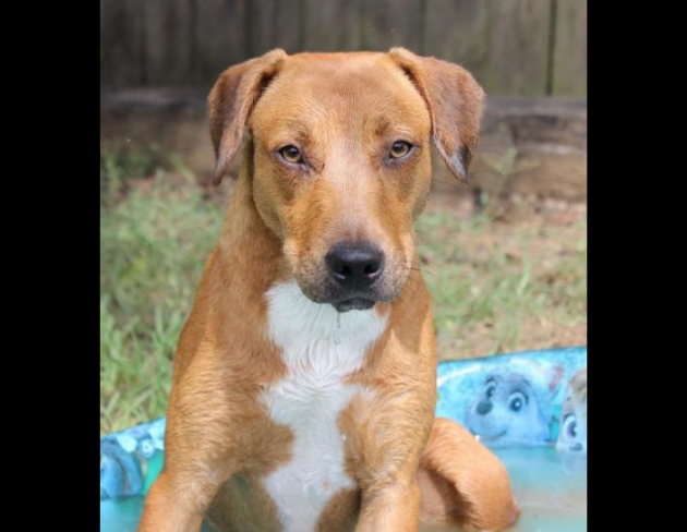 Pet of the Week: Bailey the Labrador Mix Dog [PHOTOS]