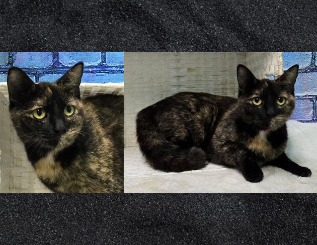 Pet of the Week: Serena & Venus