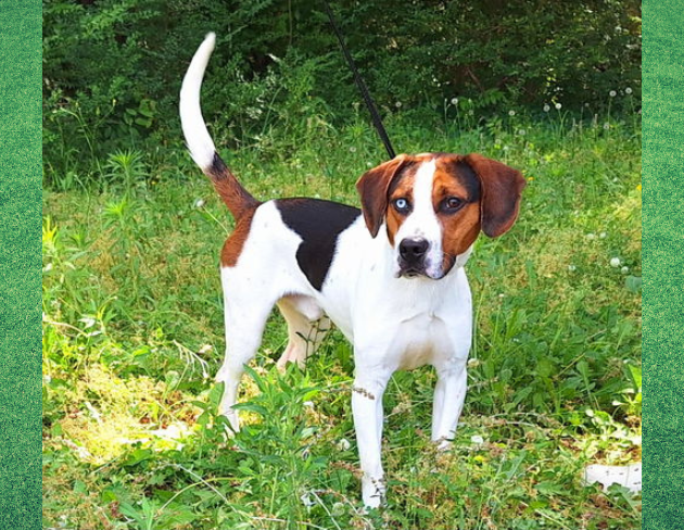 Pet of the Week: Beauregard [PHOTOS]