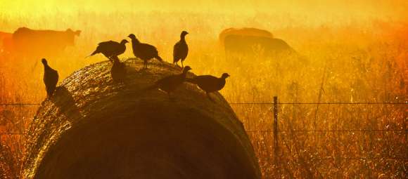 Pheasant Hunting Season Starts Saturday