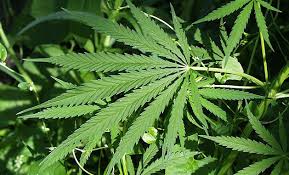 Yankton Releases Identities Of Medical Marijuana Dispensary Applicants