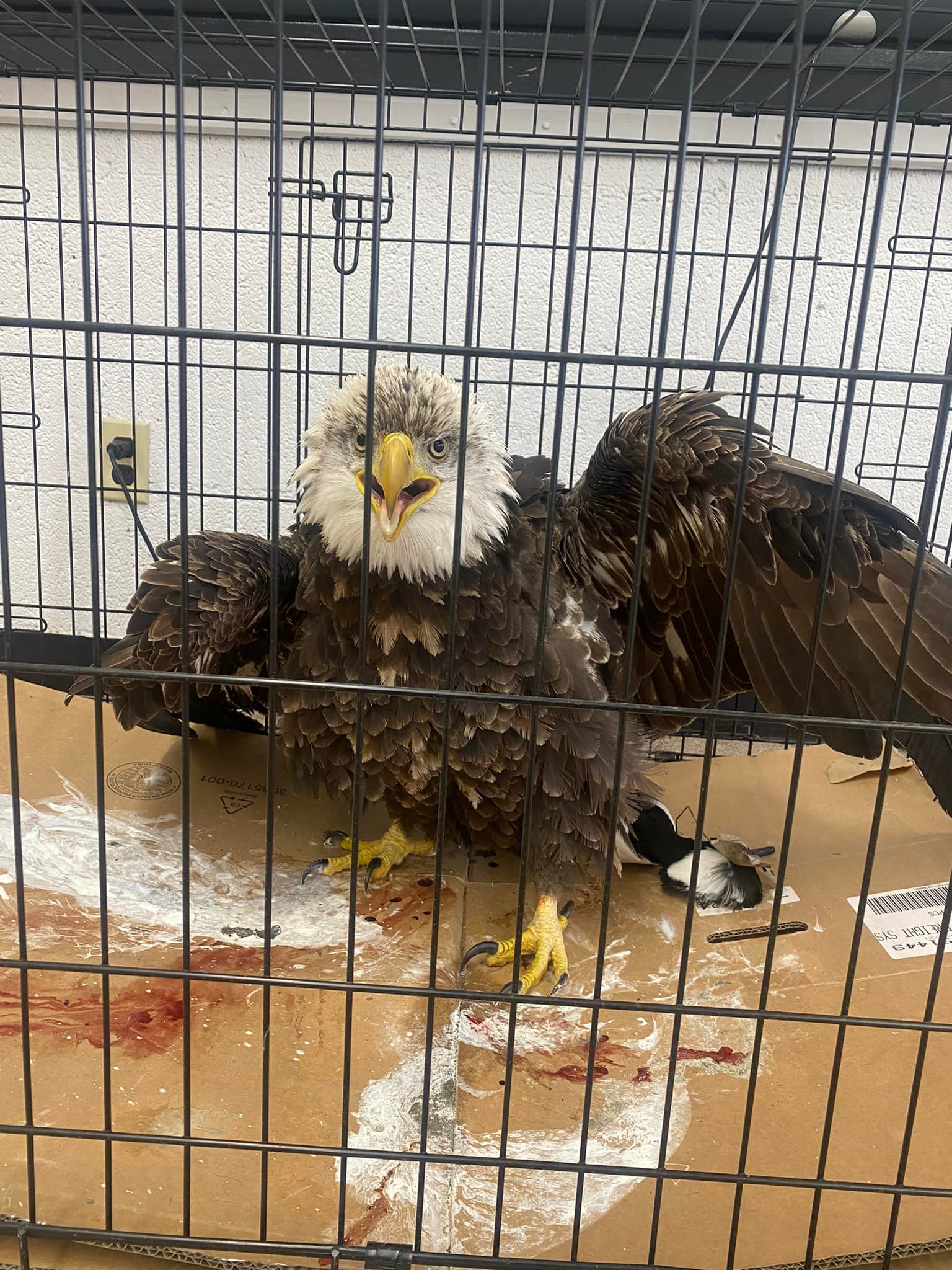 Bald Eagle Shot Near Wagner