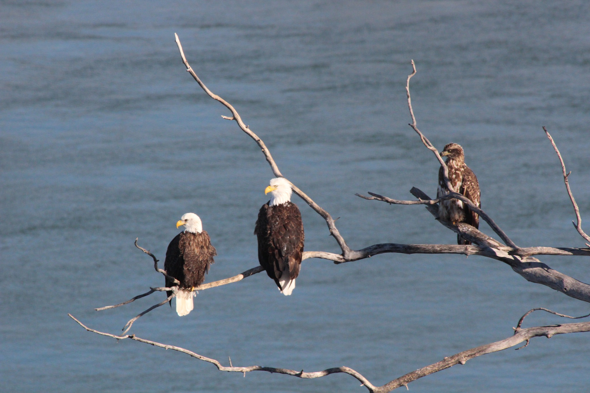 Yankton Bald Eagle Days Canceled Again