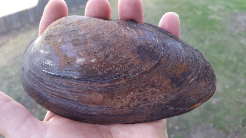 Mussel Population Decline Indicating Poor Water Health