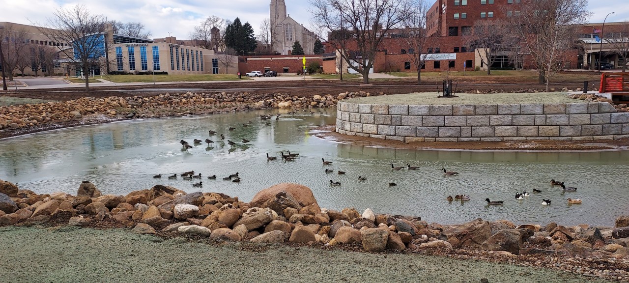 Duck Pond Drying Up